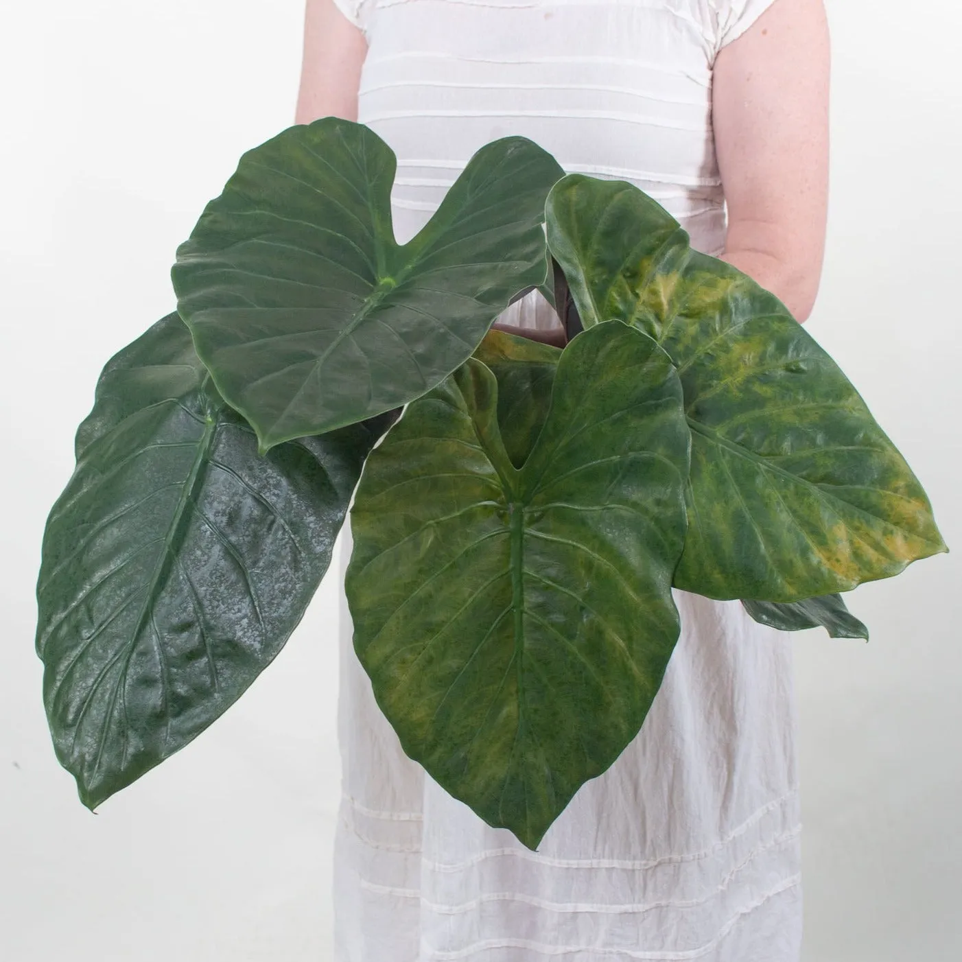 Alocasia Greenery