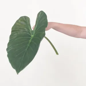 Alocasia Greenery