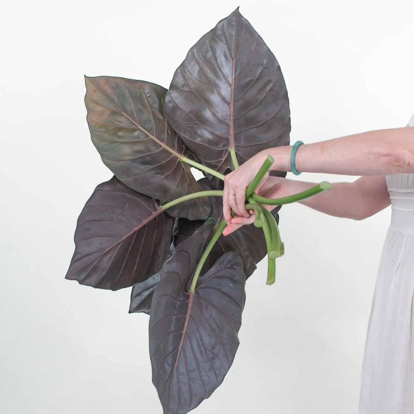 Alocasia Greenery